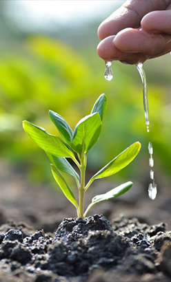 Plant Sapling Drives